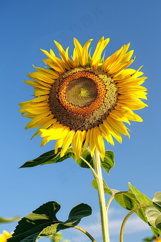 向日葵向阳鲜花摄影图