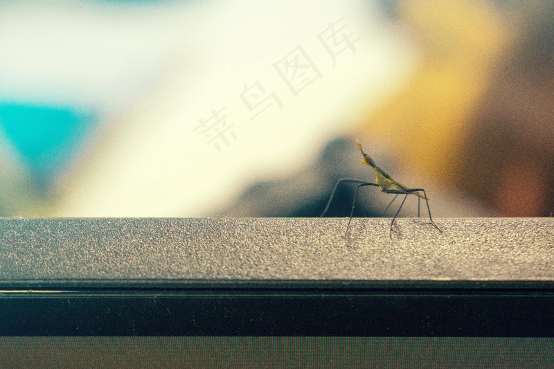 探索世界的小螳螂