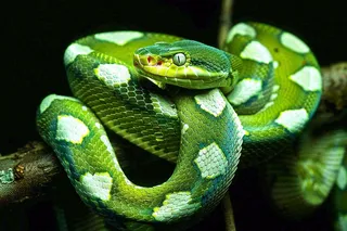 蛇盘踞在树枝上吐舌头爬行动物摄影图