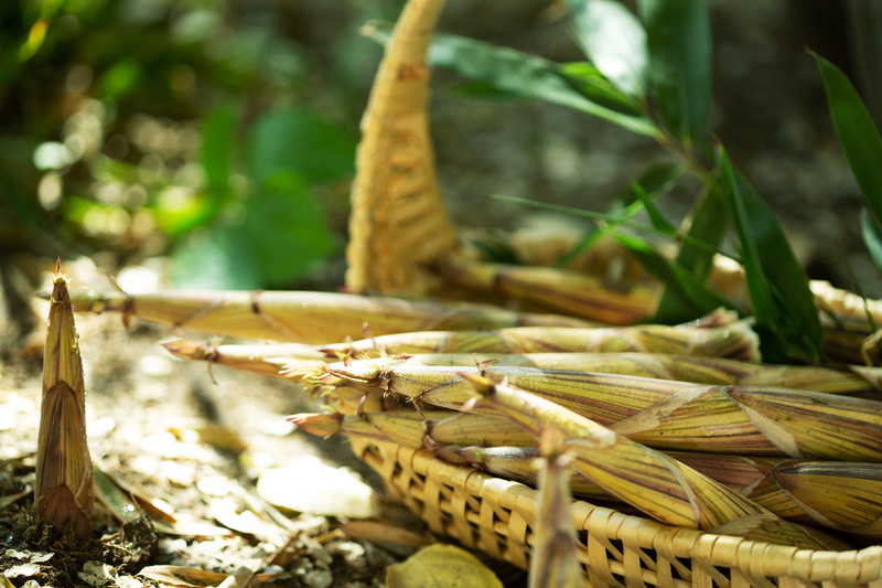 新鲜时令竹笋食材