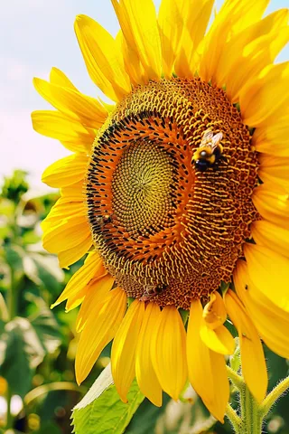 向日葵向阳鲜花摄影图