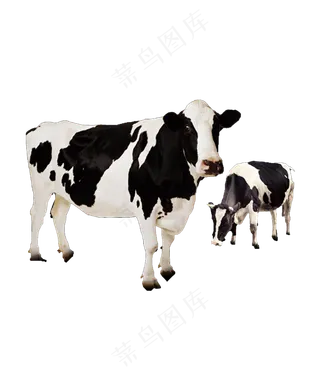 奶牛  素材 海报