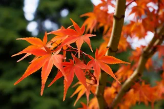 秋天红枫叶秋韵摄影图