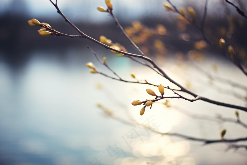 春天万物复苏树枝抽新芽摄影图