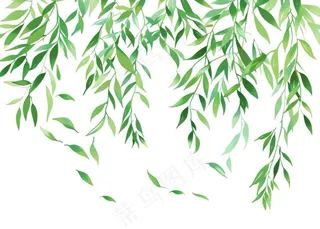 柳树柳条春天绿叶卡通插画免抠