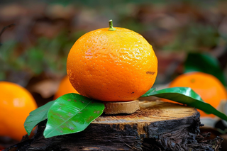 砂糖橘水果橘子摄影图