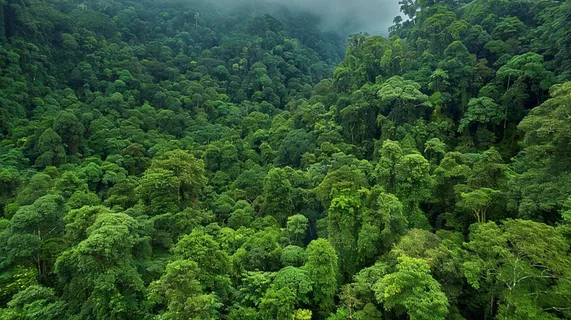 原始森林热带绿色摄影图