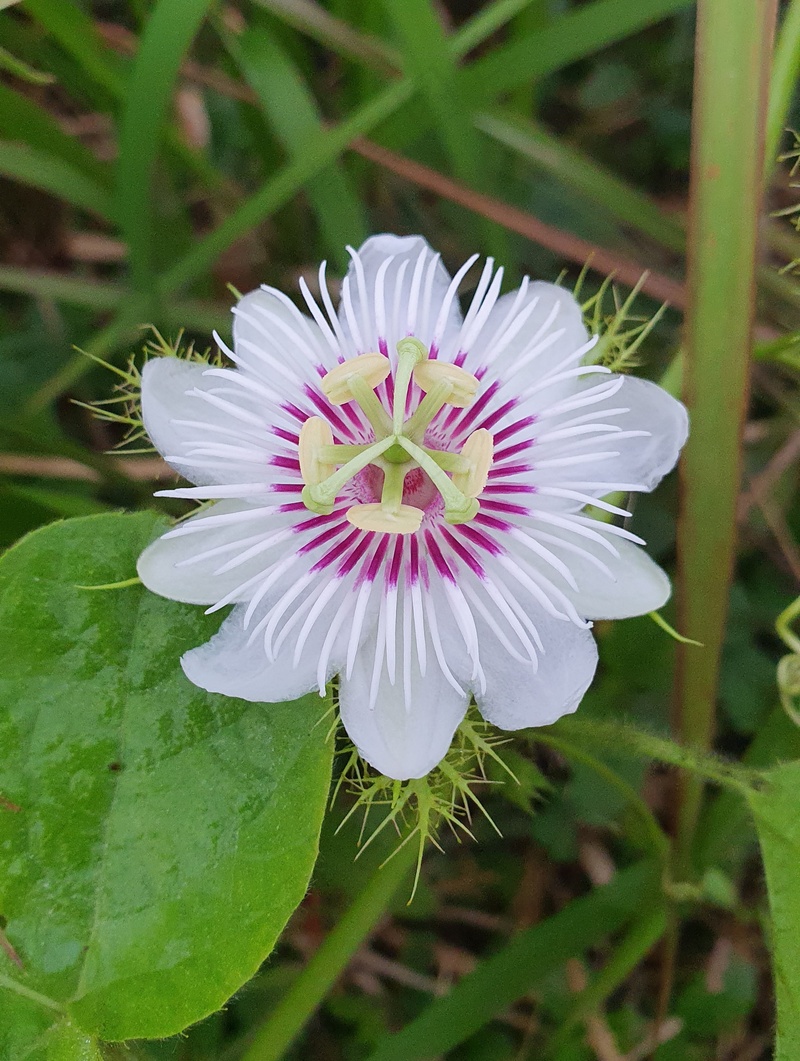 花盛开的白色花瓣