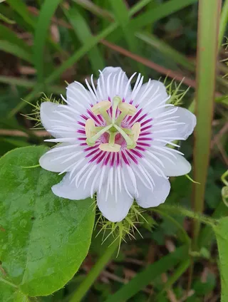 花盛开的白色花瓣