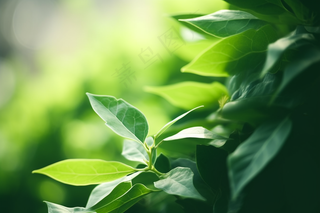 春天绿叶绿植沐浴在阳光下摄影图