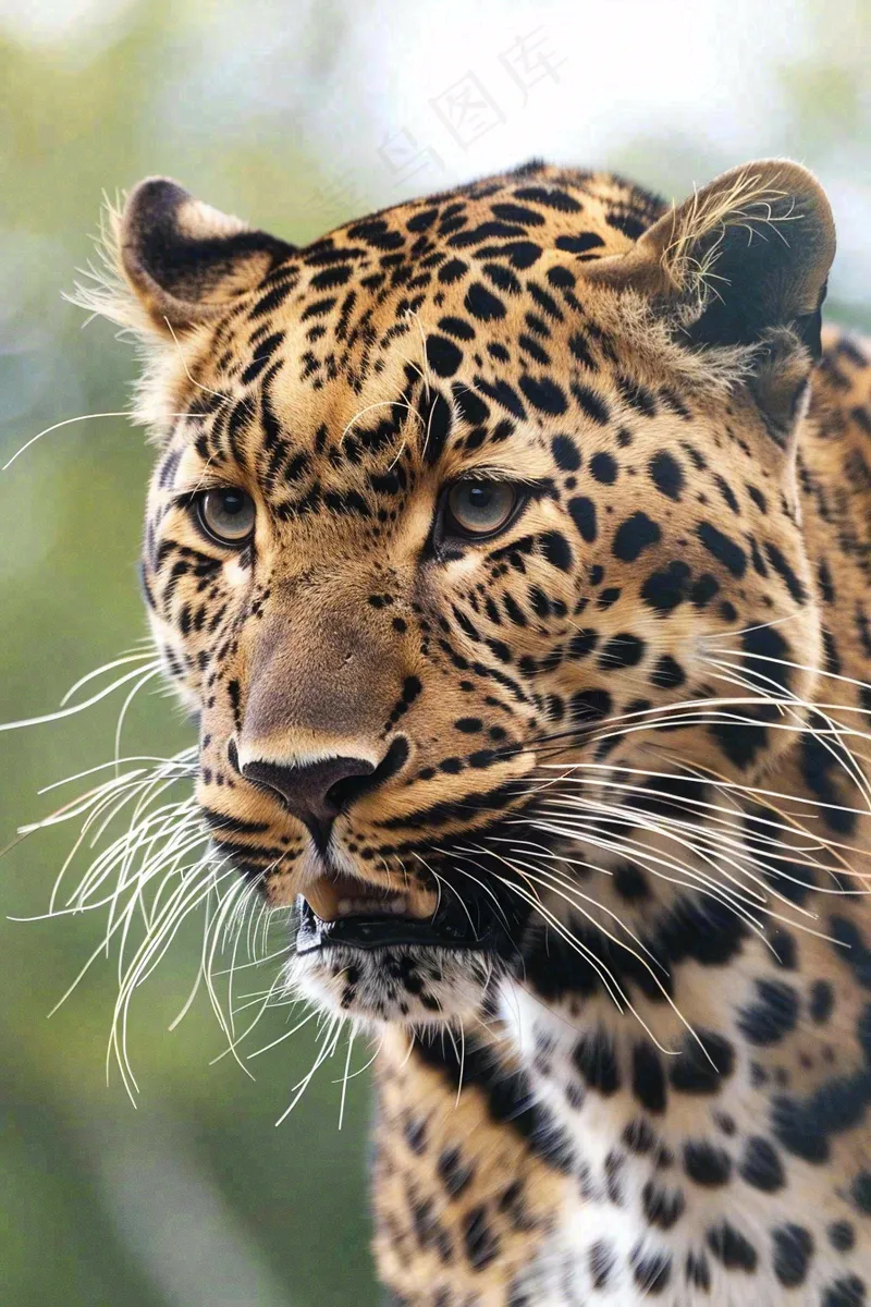 猎豹凶猛的豹子头部面部特写保护动物摄影图(2688x4032)