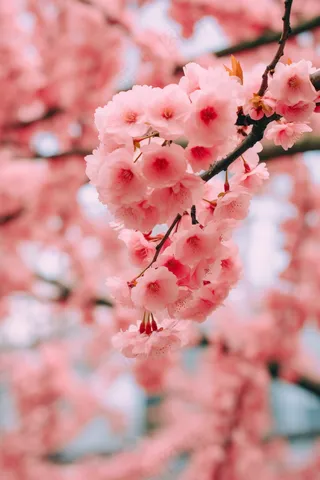 春天粉色樱花树摄影图