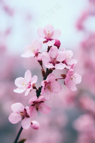 粉色桃花树枝春天春分摄影图