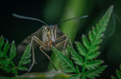 绿意盎然间的神秘访客