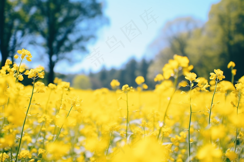 春天油菜花田黄色花雨水节气摄影图