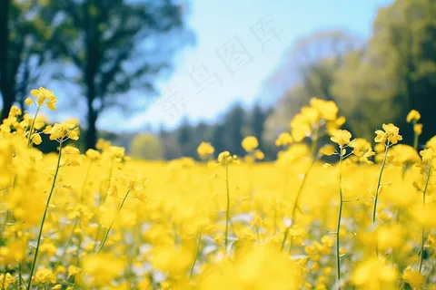 春天油菜花田黄色花雨水节气摄影图 春天油菜花田黄色花雨水节气摄影图