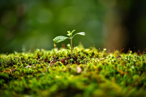 苔藓石壁上生长的苔藓春天摄影图