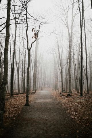 冬季森林中的枯萎树木和小路