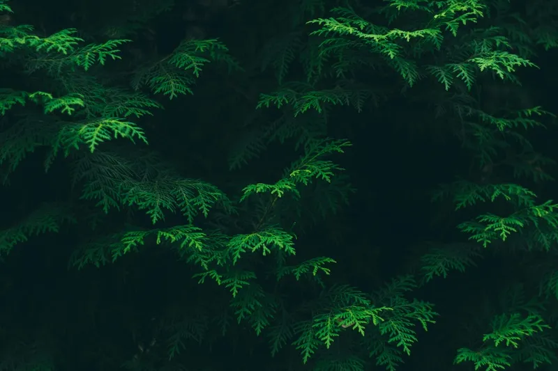 绿色的树叶背景