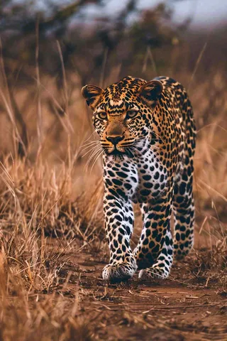 草原上的猎豹国家保护动物非洲摄影图