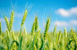 晴天小麦地麦穗绿色小满芒种摄影图