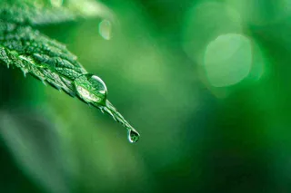 绿叶上挂着露珠水滴绿色立春雨水寒露摄影图