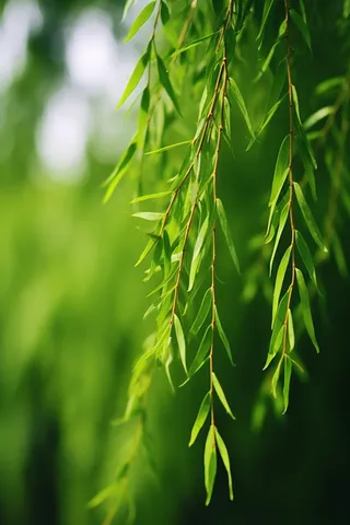 春天柳树新芽嫩芽绿色绿意摄影图