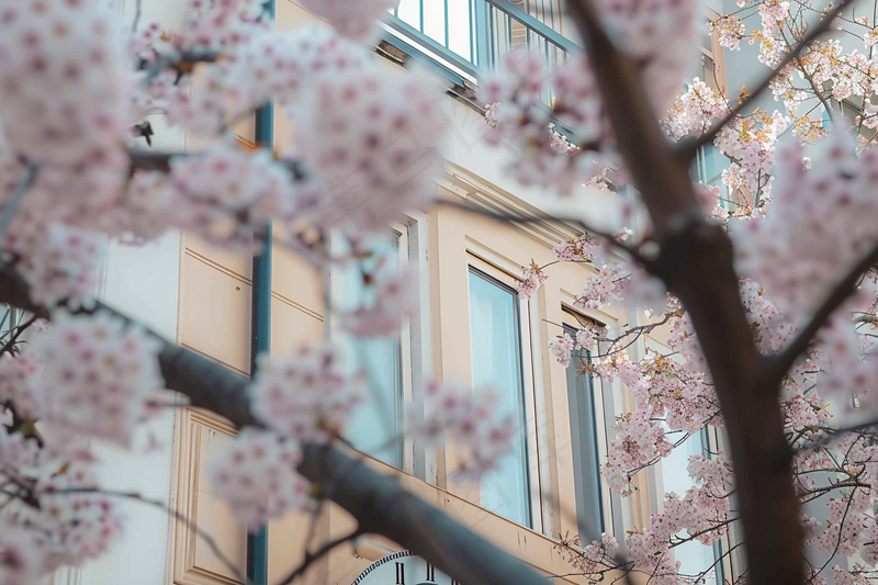 春日樱花花朵摄影图(4032x2688)