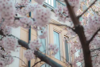 春日樱花花朵摄影图