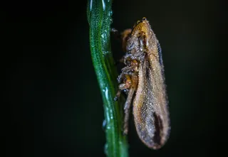 清晨露珠覆盖的昆虫