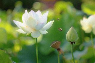 夏日池塘白荷花荷叶蜜蜂采蜜夏至大暑小暑处暑摄影图