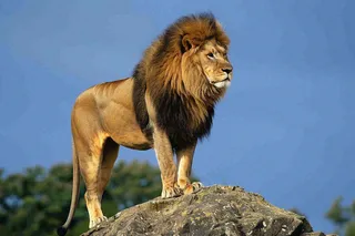 狮子站在石头上的雄狮保护动物非洲蓝天背景摄影图