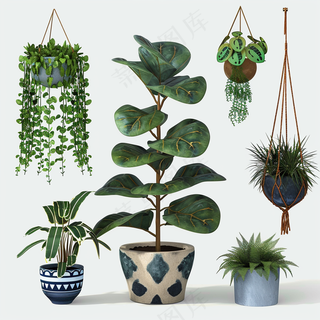 室内盆栽绿植装饰品类摄影图