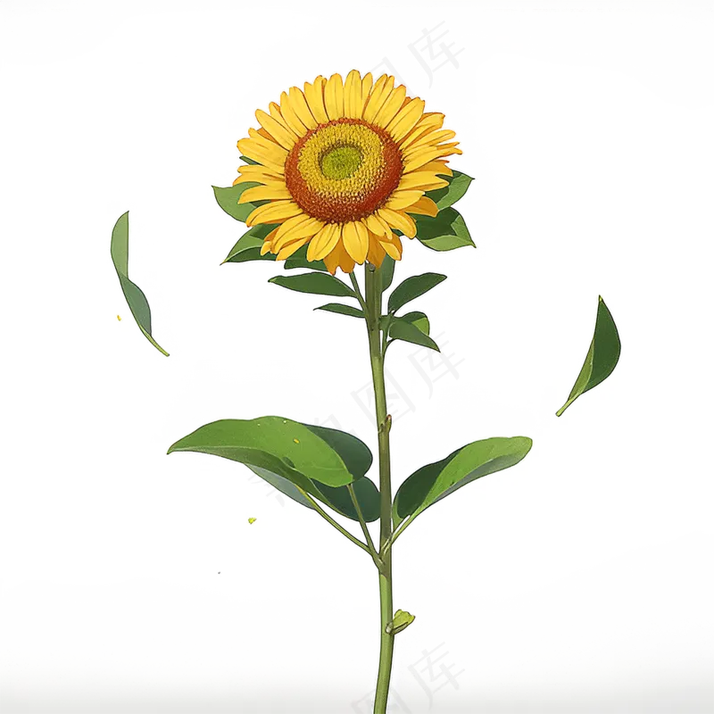 黄色向日葵免抠素材103