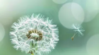 蒲公英植物春天摄影图