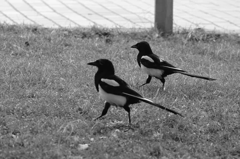 户外喜鹊鸟类生物