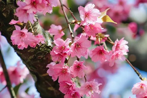 春日樱花花朵摄影图