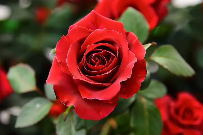 玫瑰花鲜花花朵摄影图(4032x2688)