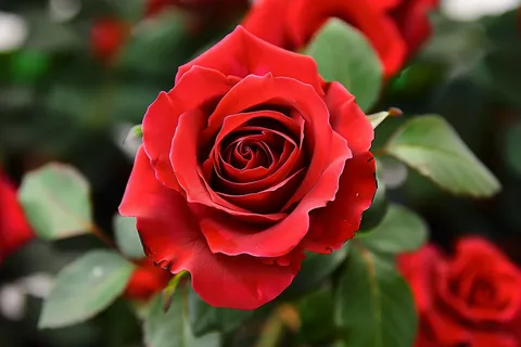 玫瑰花鲜花花朵摄影图