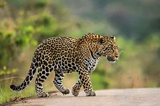 户外活动的猎豹保护动物摄影图