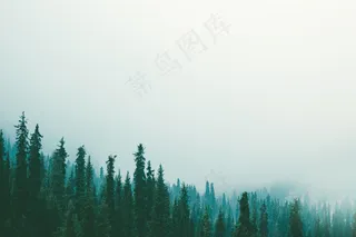 云雾森林图片
