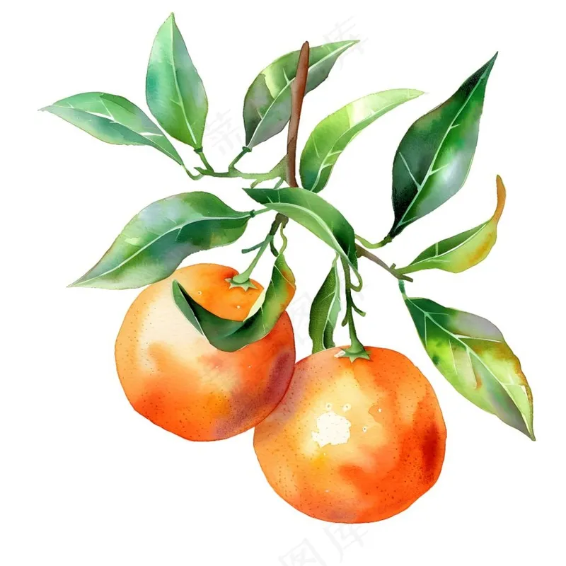 橘子砂糖橘手绘插画插图免抠(1900x1900)