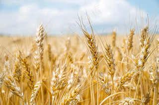 金秋麦芒麦穗秋收摄影图