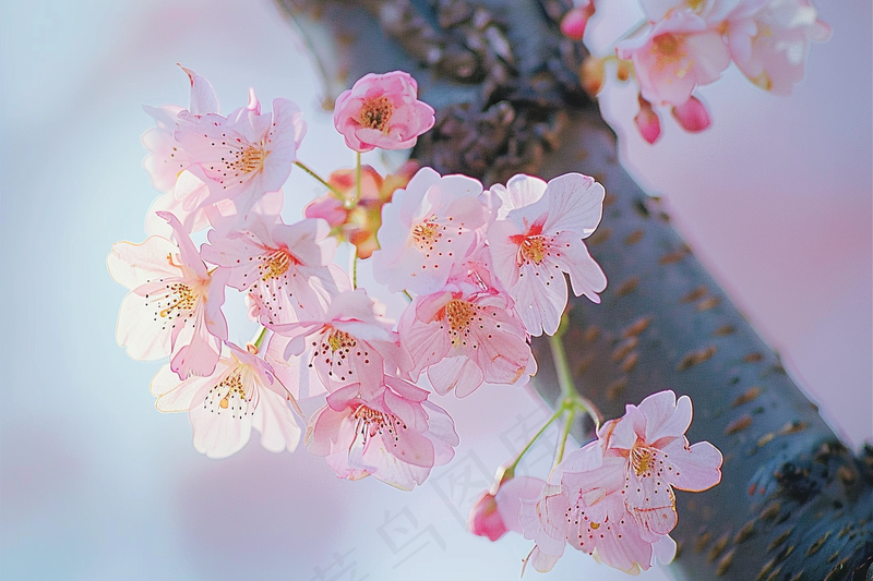 春日樱花花朵摄影图(4032x2688)