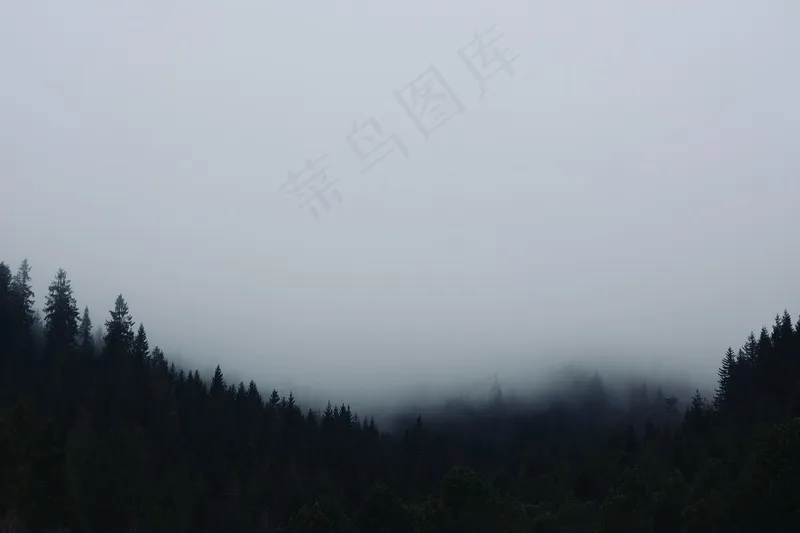 云雾森林图片
