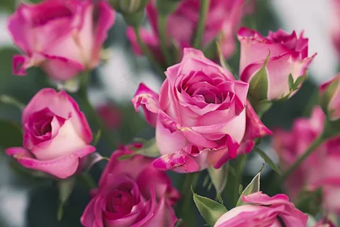 玫瑰花鲜花花朵摄影图