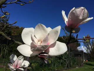 户外玉兰花花朵