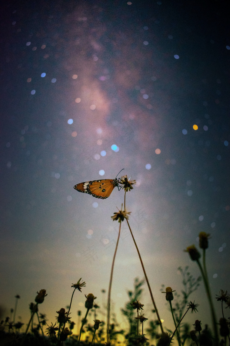 星空下觅食的蝴蝶