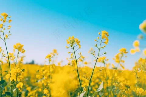 春天油菜花田黄色花雨水节气摄影图