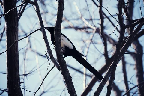 户外喜鹊鸟类生物
